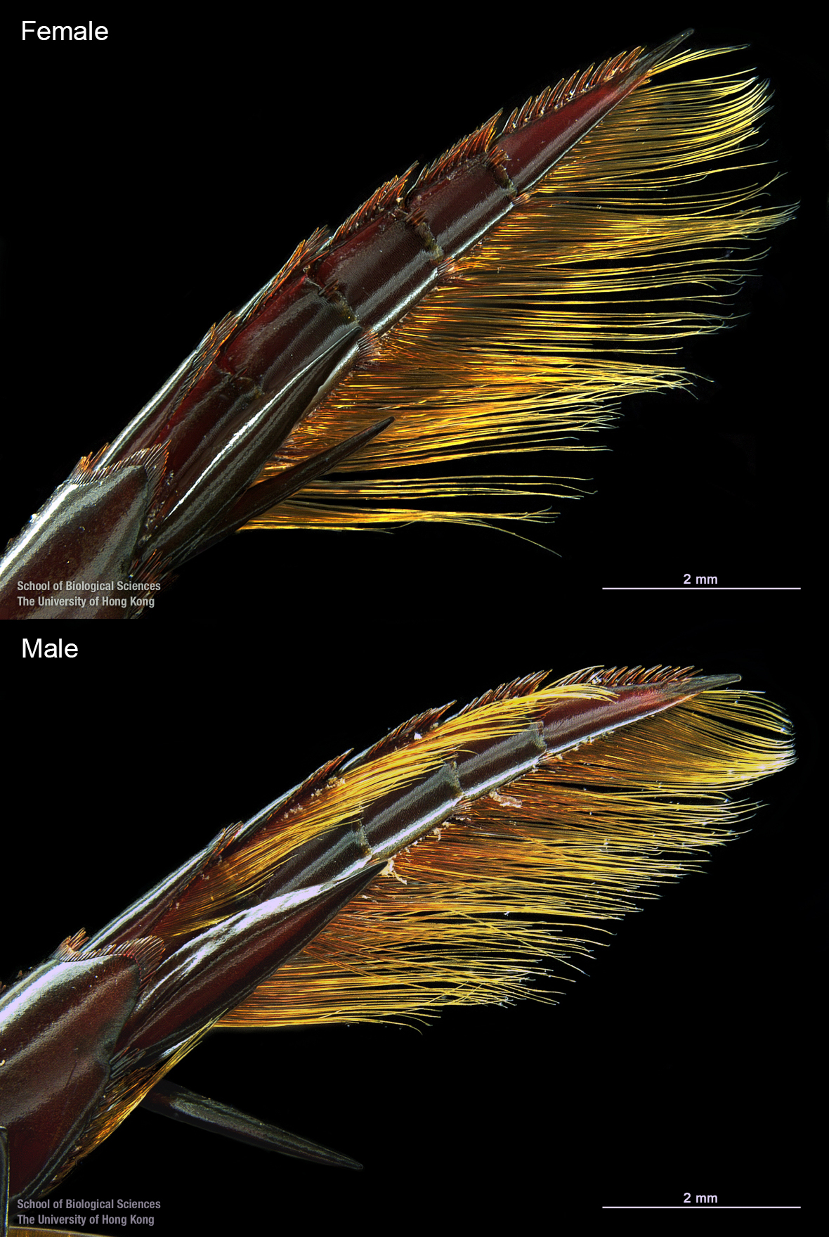 Right hind tarsi (ventral view)